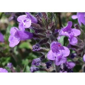Alpen-Steinquendel (Acinos alpinus) – Pflanze (Produktfoto) 2