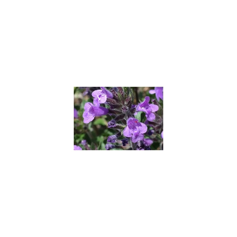  Alpen-Steinquendel (Acinos alpinus) – Pflanze (Produktfoto)