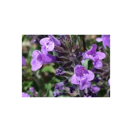  Alpen-Steinquendel (Acinos alpinus) – Pflanze (Produktfoto)