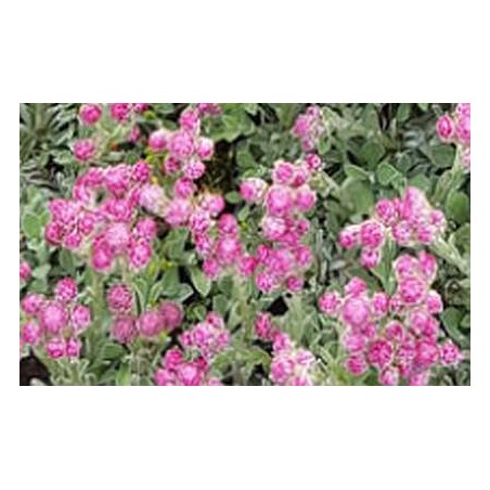 Gewöhnliches Katzenpfötchen Antennaria dioica