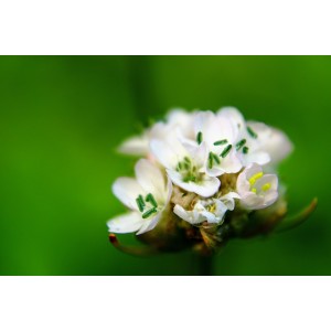 Strand-Grasnelke 'Alba' Armeria maritima 'Alba'