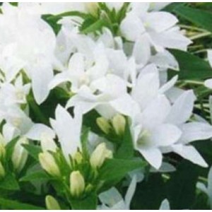 Campanula glomerata 'Alba'