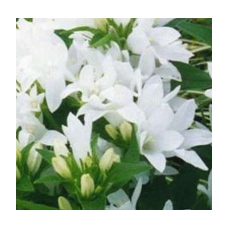 Campanula glomerata 'Alba'