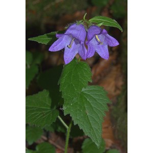 Breitblättrige Glockenblume Campanula latifolia