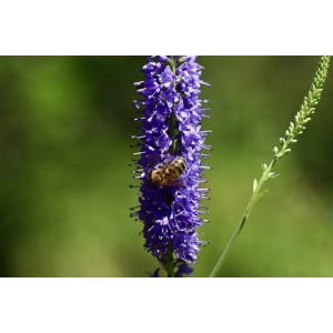 Langblättriger Ehrenpreis Strand-Ehrenpreis Veronica longifolia