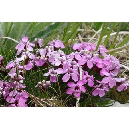 Rotes Seifenkraut, Kriechendes Seifenkraut Saponaria ocymoides