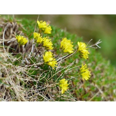 Immergrünes Felsenblümchen Hungerblümchen Draba aizoides – Heimische Wildpflanze | Gärtnerei Hüskes