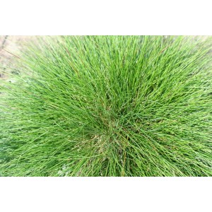 Amethyst-Schwingel Festuca amethystina