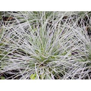 Blauschwingel Festuca glauca