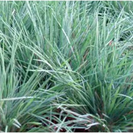 Blaugraue Kammschmiele, Schillergras, Koeleria glauca