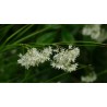 Schneeweiße Hainsimse Schnee-Marbel (Luzula nivea) – Wildstaude (Produktfoto)