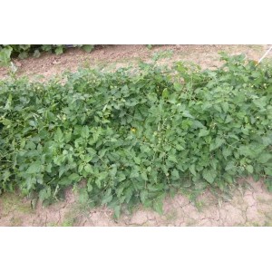 Lycopersicon esculentum 2