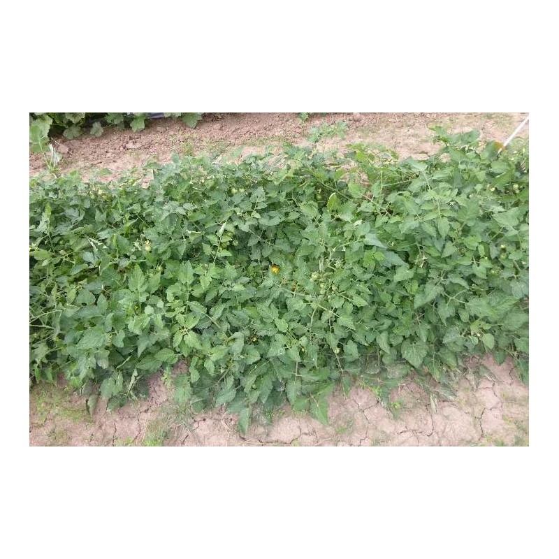 Buschtomate Vivaoro (B11) Pflanzen – Kräuter-/Gemüsepflanze (Produktfoto)