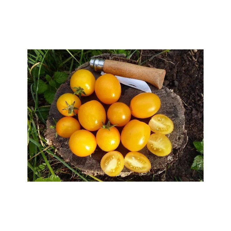 Buschtomate Vivaoro (B11) Pflanzen – Kräuter-/Gemüsepflanze (Produktfoto)