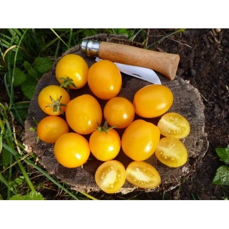 Buschtomate Vivaoro (B11) Pflanzen – Kräuter-/Gemüsepflanze (Produktfoto)