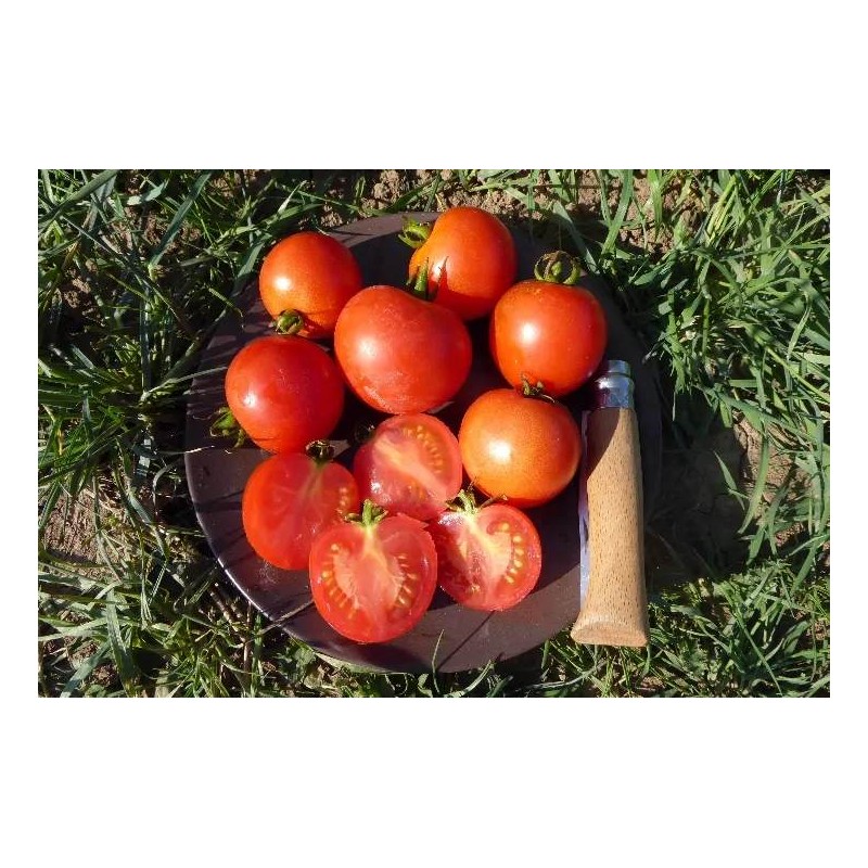 Buschtomate Gutingi (B3) – Kräuter-/Gemüsepflanze (Produktfoto)