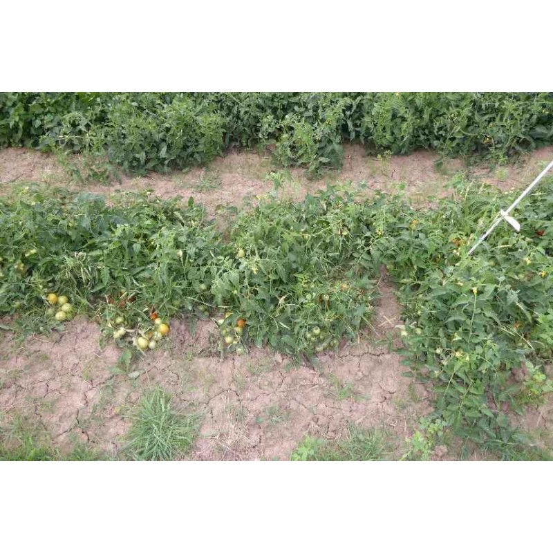 Buschtomate Gutingi (B3) – Kräuter-/Gemüsepflanze (Produktfoto)