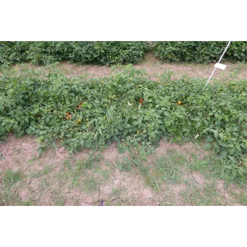 Buschtomate Vivarossa (B13) – Kräuter-/Gemüsepflanze (Produktfoto)