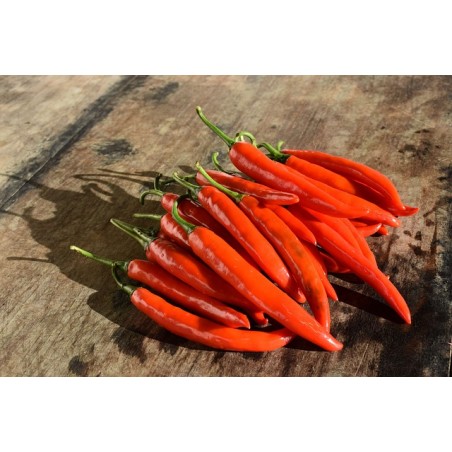 Pepperoni De Cayenne – Heimische Wildpflanze | Gärtnerei Hüskes
