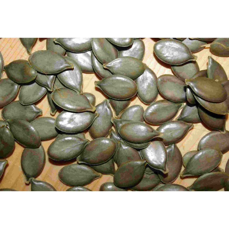 Ölkürbis Gleisdorfer, Pflanzen – Kräuter-/Gemüsepflanze (Produktfoto)