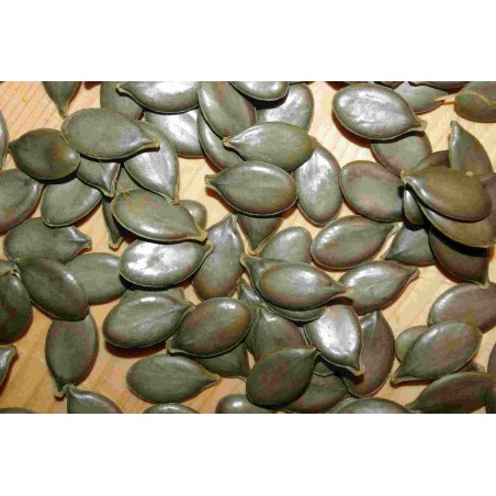 Ölkürbis Gleisdorfer, Pflanzen – Kräuter-/Gemüsepflanze (Produktfoto)