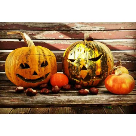 Ölkürbis Gleisdorfer, Pflanzen – Kräuter-/Gemüsepflanze (Produktfoto)