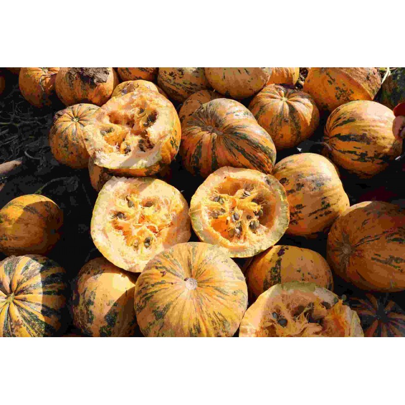 Ölkürbis Gleisdorfer, Pflanzen – Heimische Wildpflanze | Gärtnerei Hüskes