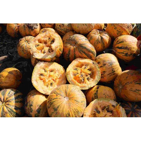 Ölkürbis Gleisdorfer, Pflanzen – Kräuter-/Gemüsepflanze (Produktfoto)