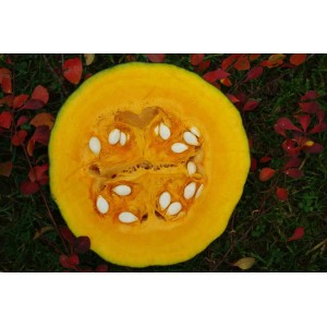 Kürbis Green Jugin – Heimische Wildpflanze | Gärtnerei Hüskes 2