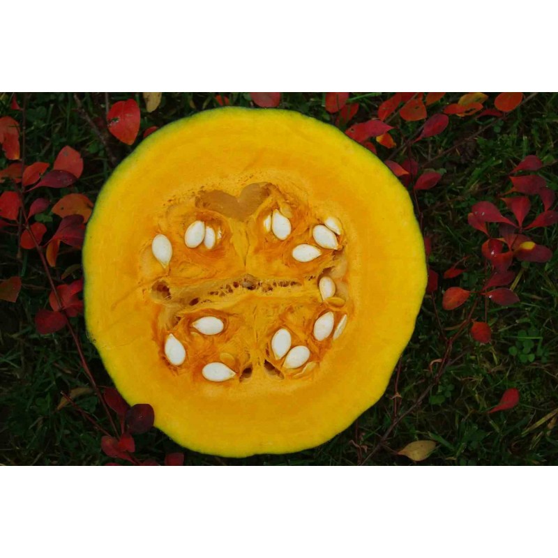 Kürbis Green Jugin – Kräuter-/Gemüsepflanze (Produktfoto)