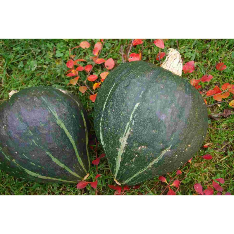 Kürbis Green Jugin – Kräuter-/Gemüsepflanze (Produktfoto)