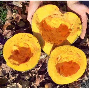 Kürbis Green Jugin – Heimische Wildpflanze | Gärtnerei Hüskes