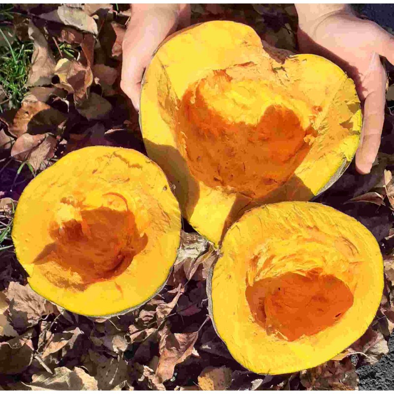 Kürbis Green Jugin – Heimische Wildpflanze | Gärtnerei Hüskes