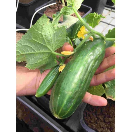 Topfgurke Antje (GU-3303) – Kräuter-/Gemüsepflanze (Produktfoto)