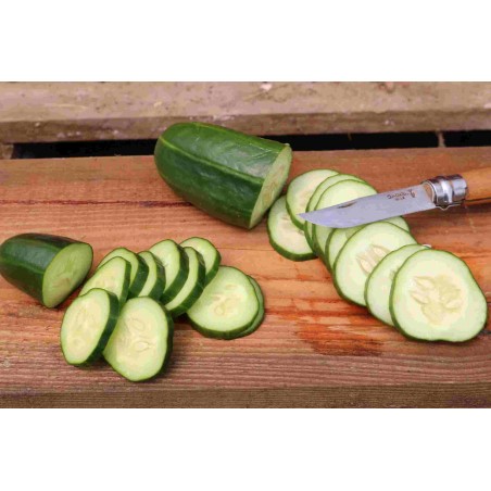 Topfgurke Antje (GU-3303) – Kräuter-/Gemüsepflanze (Produktfoto)