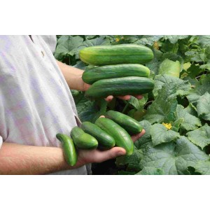 Topfgurke Antje (GU-3303) – Kräuter-/Gemüsepflanze (Produktfoto)