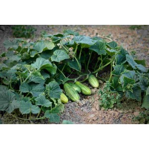 Gurke Gundel – Heimische Wildpflanze | Gärtnerei Hüskes 2