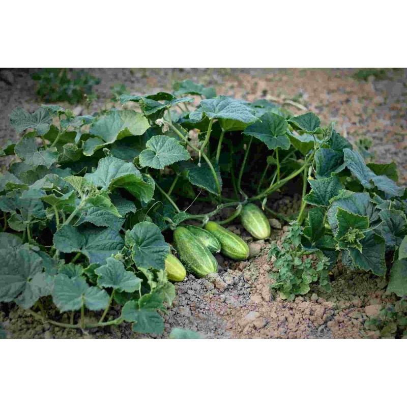 Gurke Gundel – Kräuter-/Gemüsepflanze (Produktfoto)