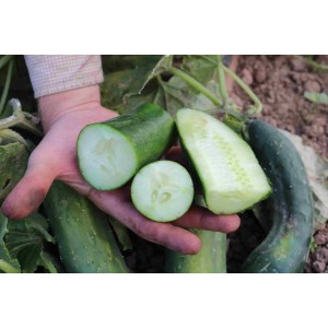 Salatgurke Bodoana (GU-4401) Pflanzen – Kräuter-/Gemüsepflanze (Produktfoto)