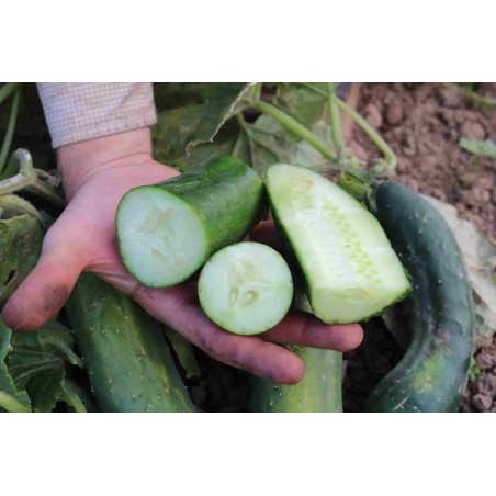 Salatgurke Bodoana (GU-4401) Pflanzen – Kräuter-/Gemüsepflanze (Produktfoto)