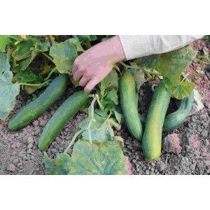 Salatgurke Bodoana (GU-4401) Pflanzen – Heimische Wildpflanze | Gärtnerei Hüskes 2