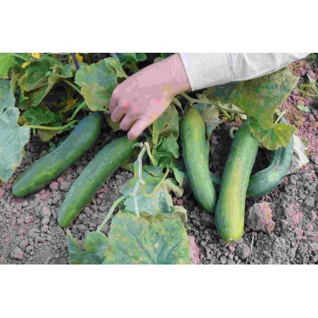 Salatgurke Bodoana (GU-4401) Pflanzen – Heimische Wildpflanze | Gärtnerei Hüskes