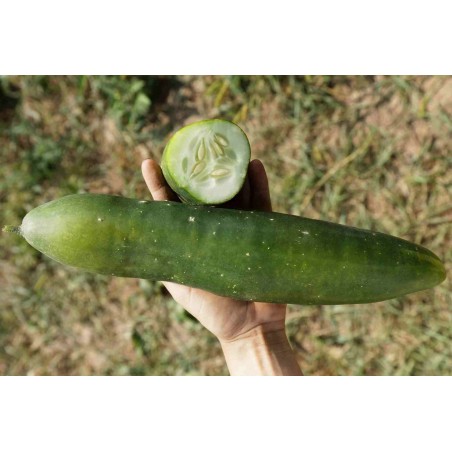 Salatgurke Bodoana (GU-4401) Pflanzen – Kräuter-/Gemüsepflanze (Produktfoto)