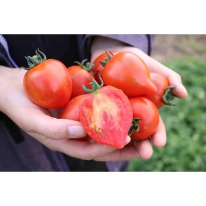 Salattomate Moltorello (631-FL) Pflanze – Heimische Wildpflanze | Gärtnerei Hüskes