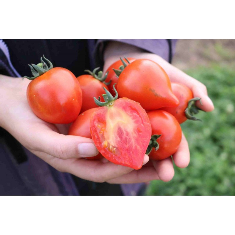 Salattomate Moltorello (631-FL) Pflanze – Kräuter-/Gemüsepflanze (Produktfoto)