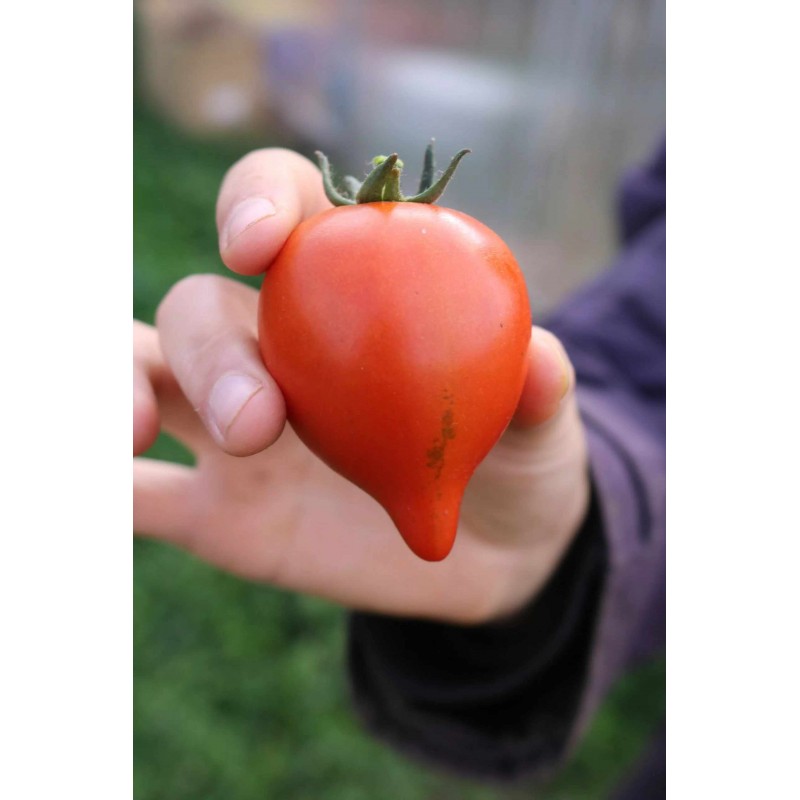 Salattomate Moltorello (631-FL) Pflanze – Heimische Wildpflanze | Gärtnerei Hüskes