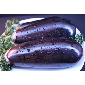 Aubergine Money Maker – Heimische Wildpflanze | Gärtnerei Hüskes