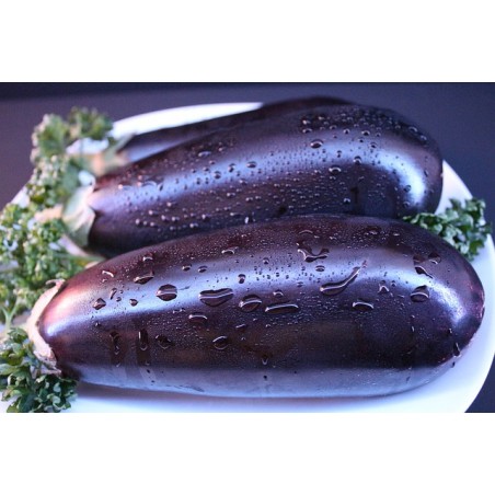 Aubergine Money Maker – Kräuter-/Gemüsepflanze (Produktfoto)