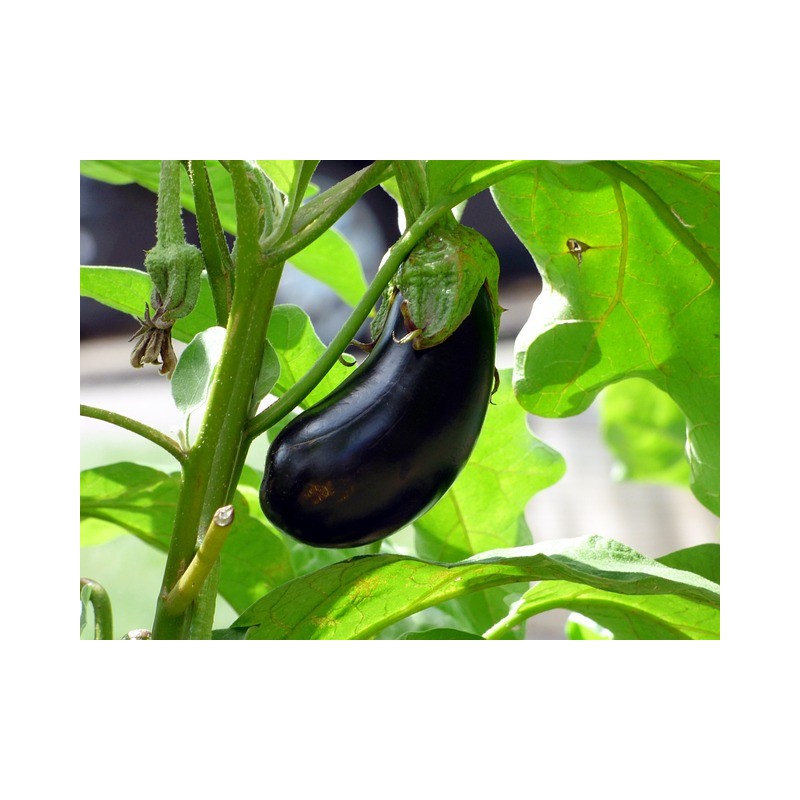 Aubergine Money Maker – Kräuter-/Gemüsepflanze (Produktfoto)
