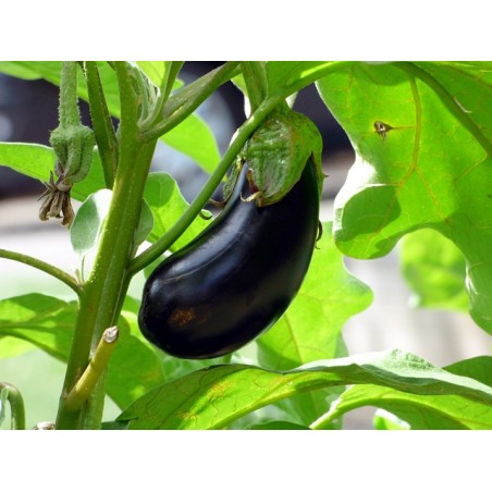 Aubergine Money Maker – Kräuter-/Gemüsepflanze (Produktfoto)